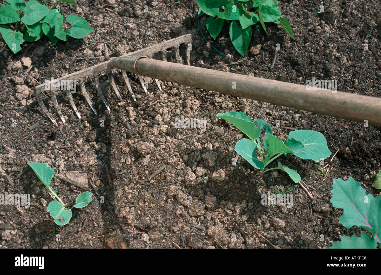 Original Rake Photo A rake hi-res stock photography and images - Alamy