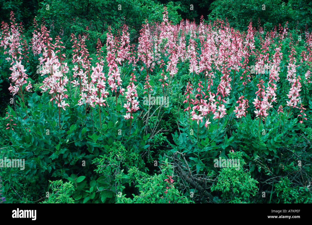Burning Bush Stock Photo