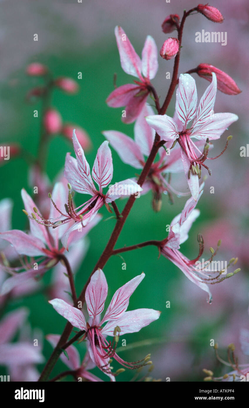 Burning Bush Stock Photo