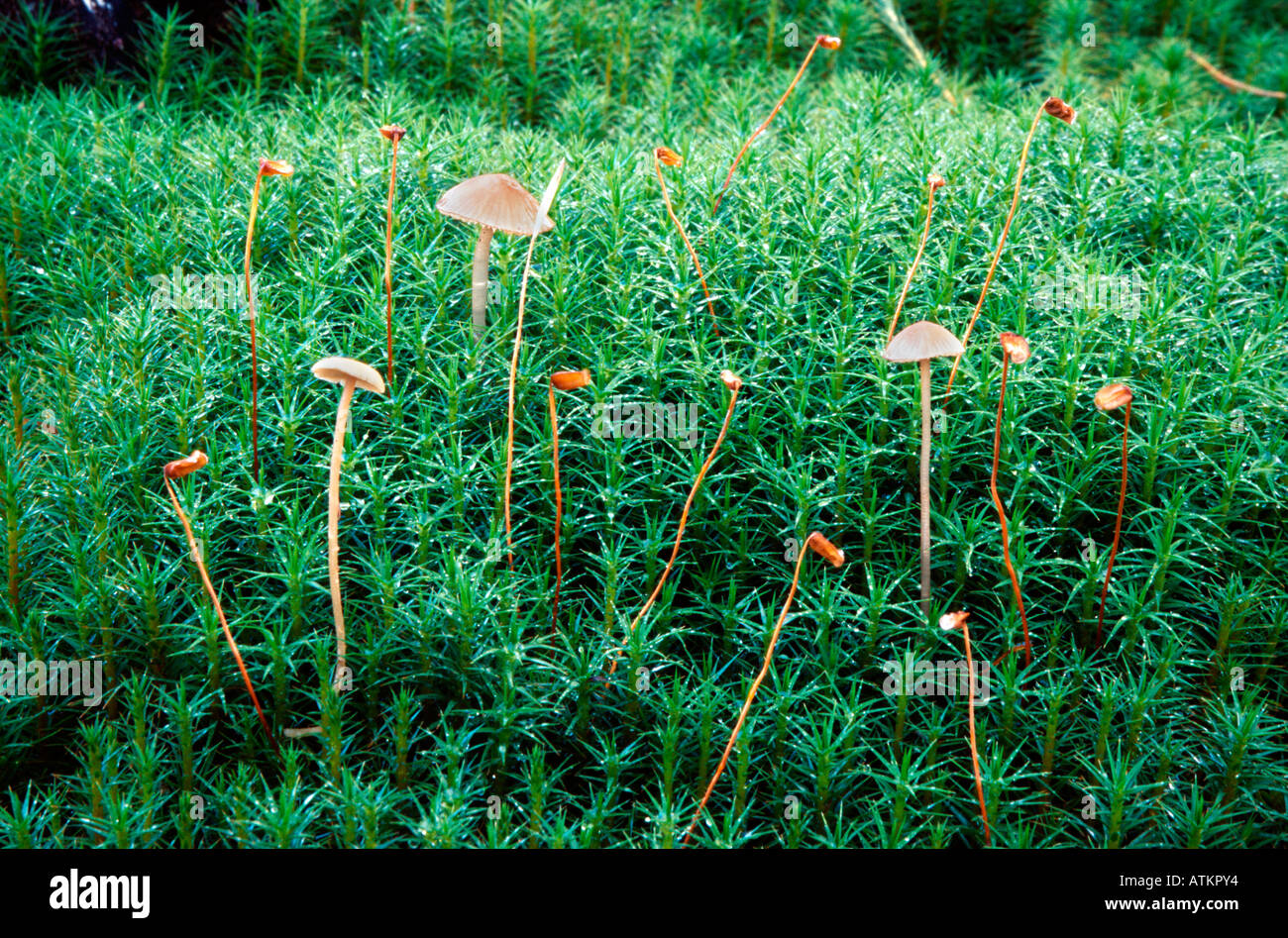 Small mushrooms probably Galerina hypnorum growing in moss Stock Photo