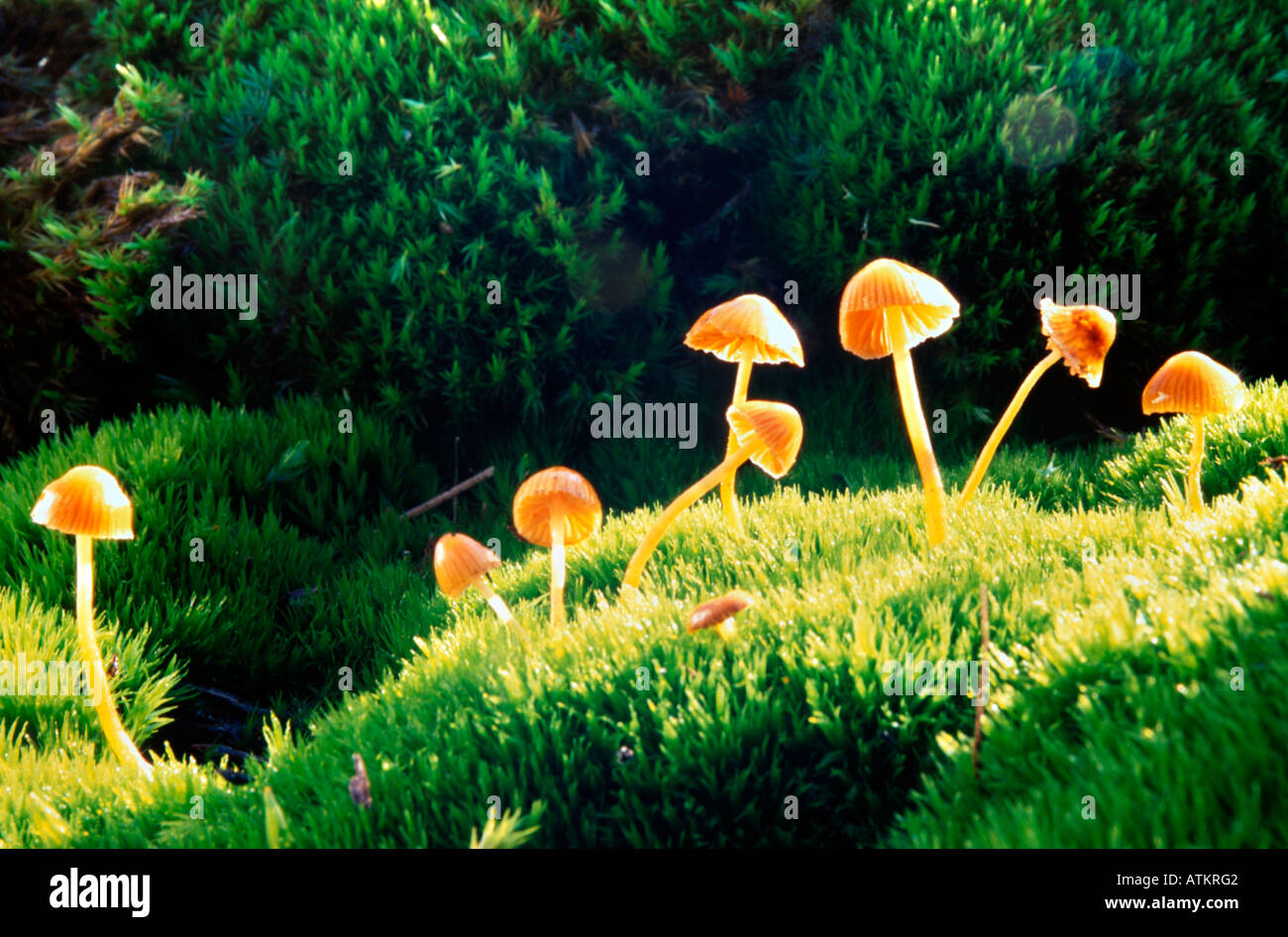 Small mushrooms probably Galerina hypnorum growing in moss lit by a sunray Stock Photo