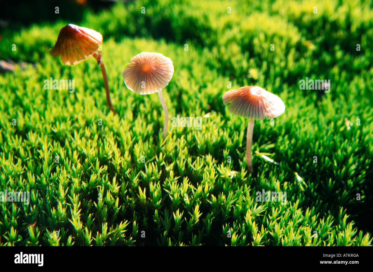 Small mushrooms probably Galerina hypnorum growing in moss lit by a sunray Stock Photo
