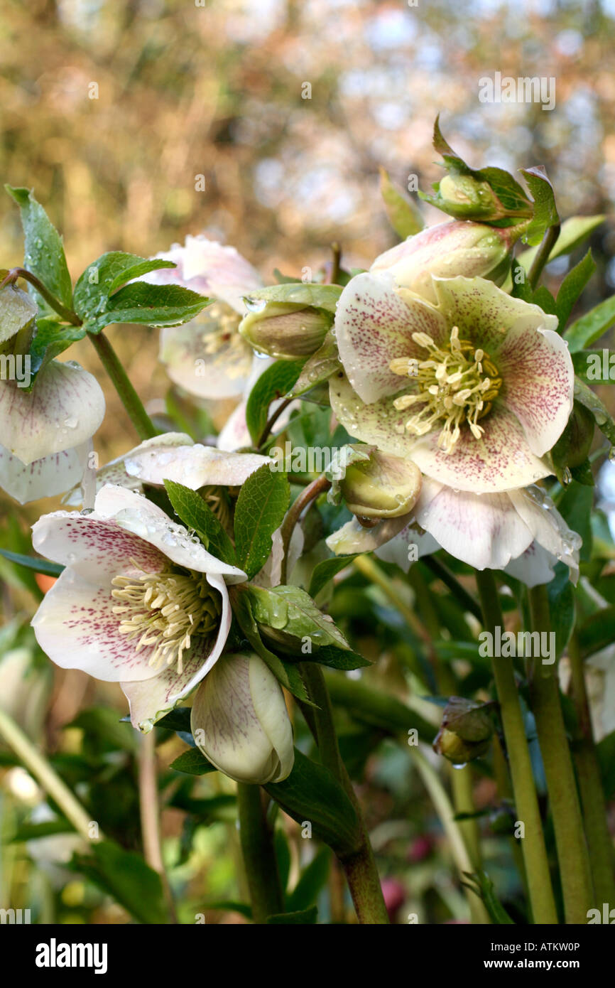 HELLEBORUS X HYBRIDUS AFTER A SPRING SHOWER OF RAIN Stock Photo