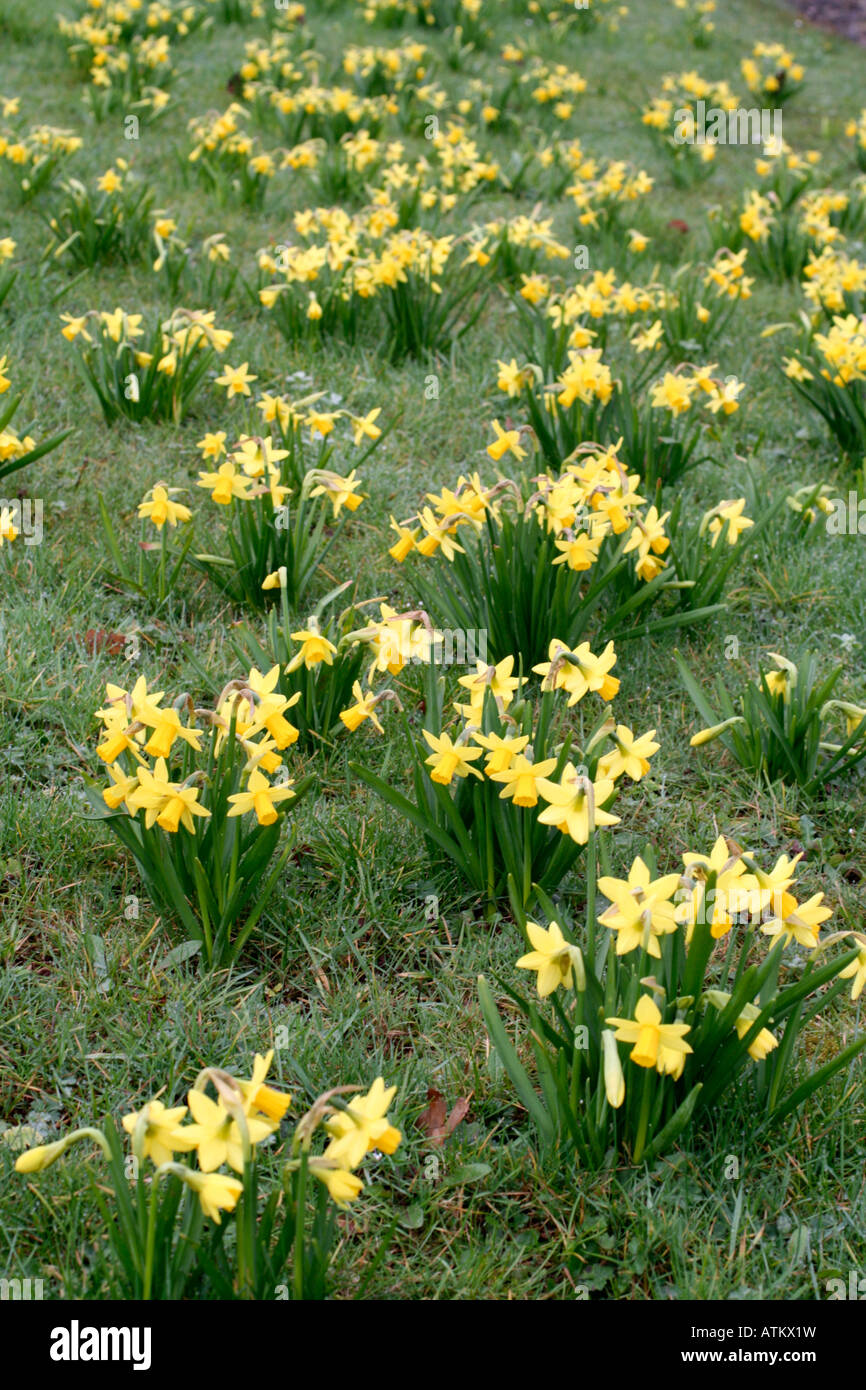 NARCISSUS TÊTE A TÊTE AGM NATURALISED IN GRASSLAND AMENITY PLANTINGS AT ROADSIDE BY LOCAL AUTHORITY Stock Photo