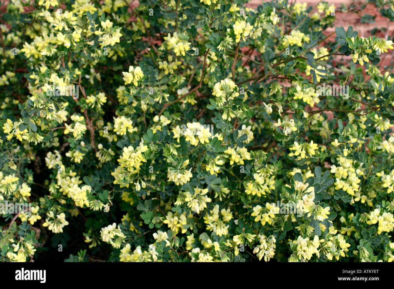 CORONILLA VALENTINA SUBSP GLAUCA CITRINA AGM GROWING AGAINST A SOUTH FACING WALL IN DEVON UK Stock Photo