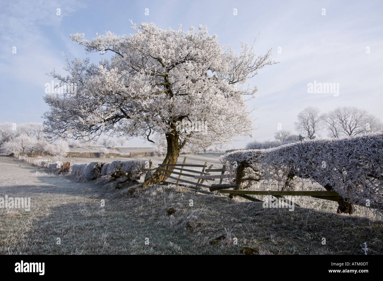 Hoar frost coating the hedge and surrounding farmland at Bellerby, near Leyburn, North Yorkshire Stock Photo