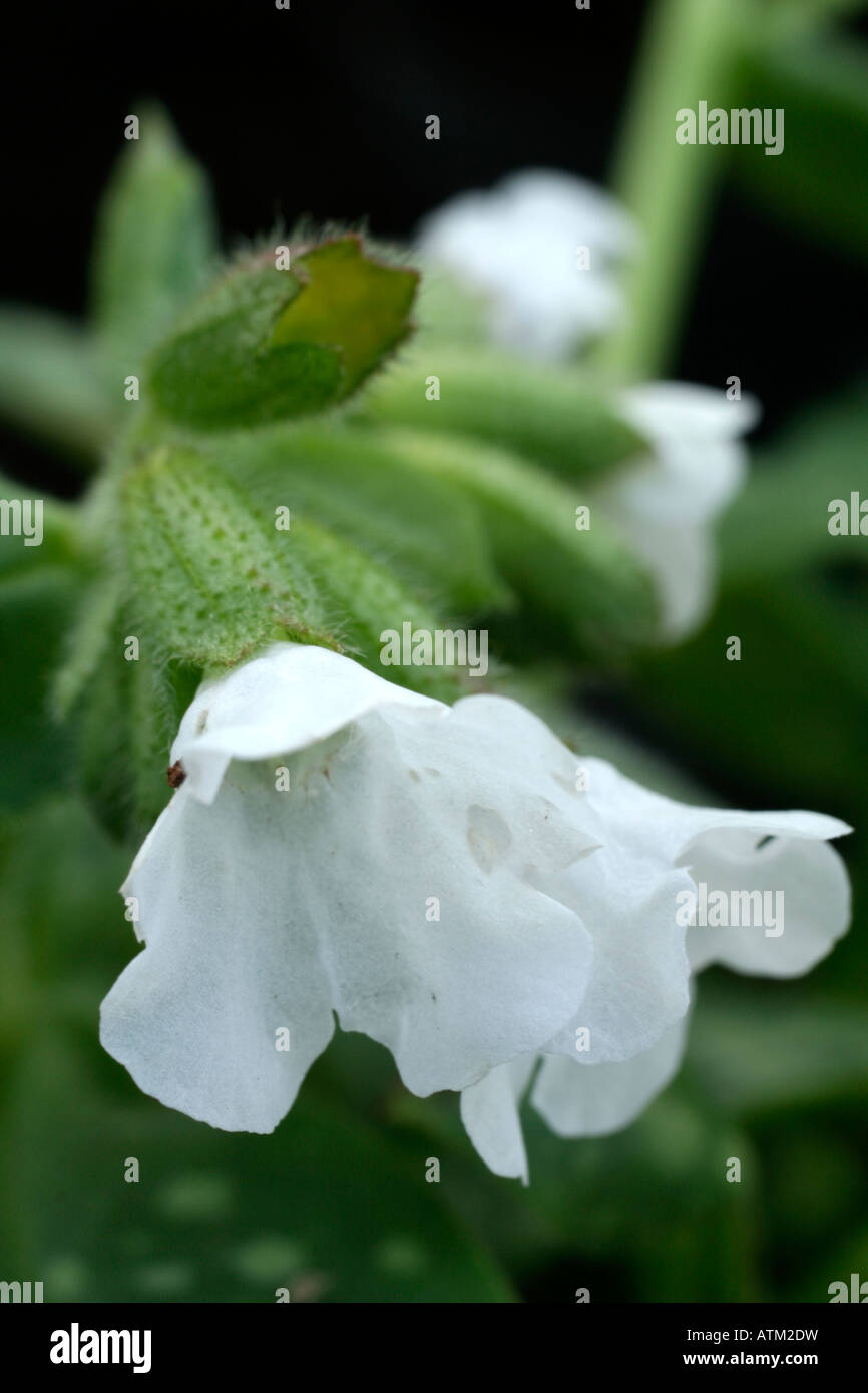 PULMONARIA SISSINGHURST WHITE AGM Stock Photo