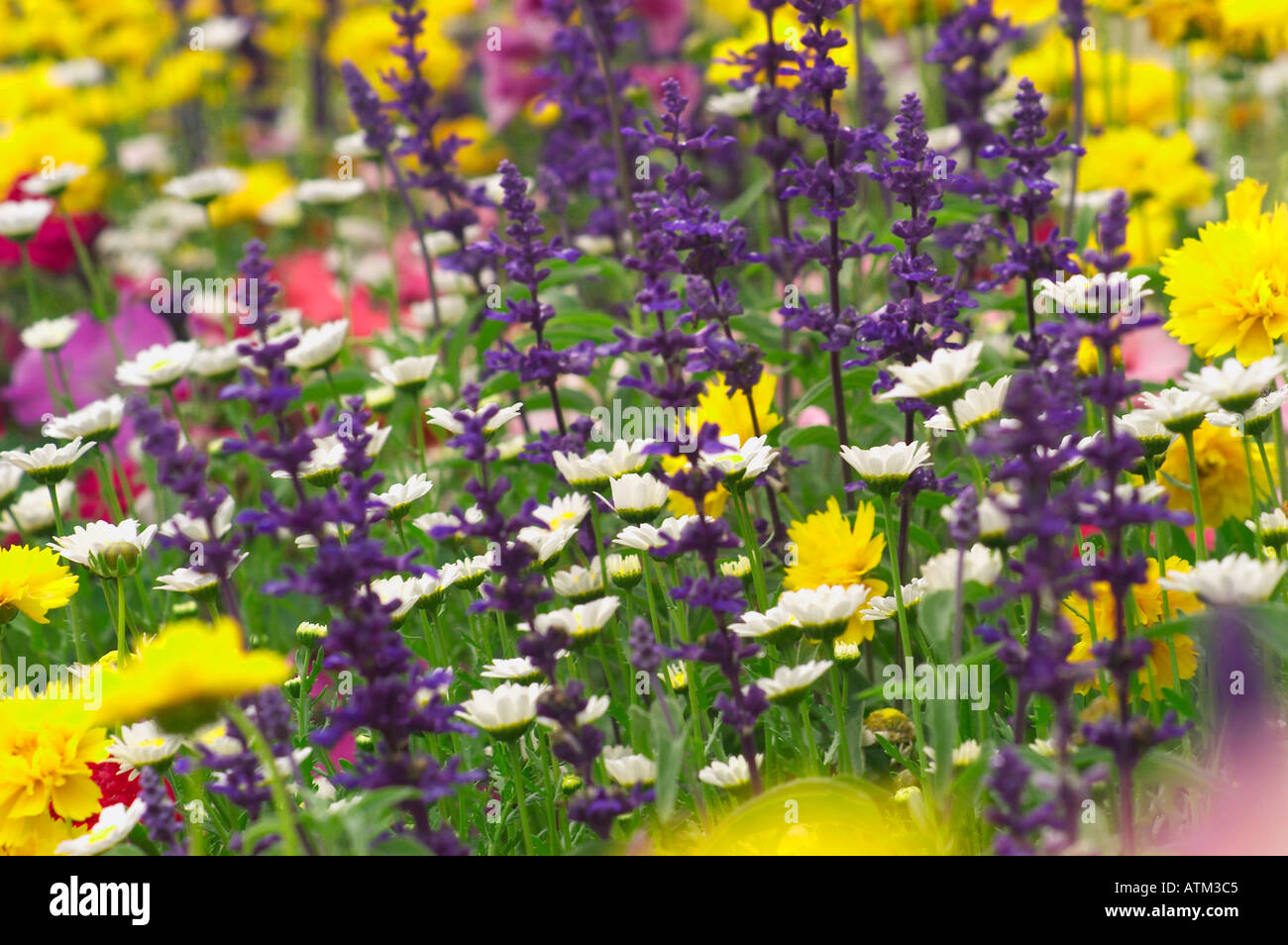 Mixture of wild plants hi-res stock photography and images - Alamy