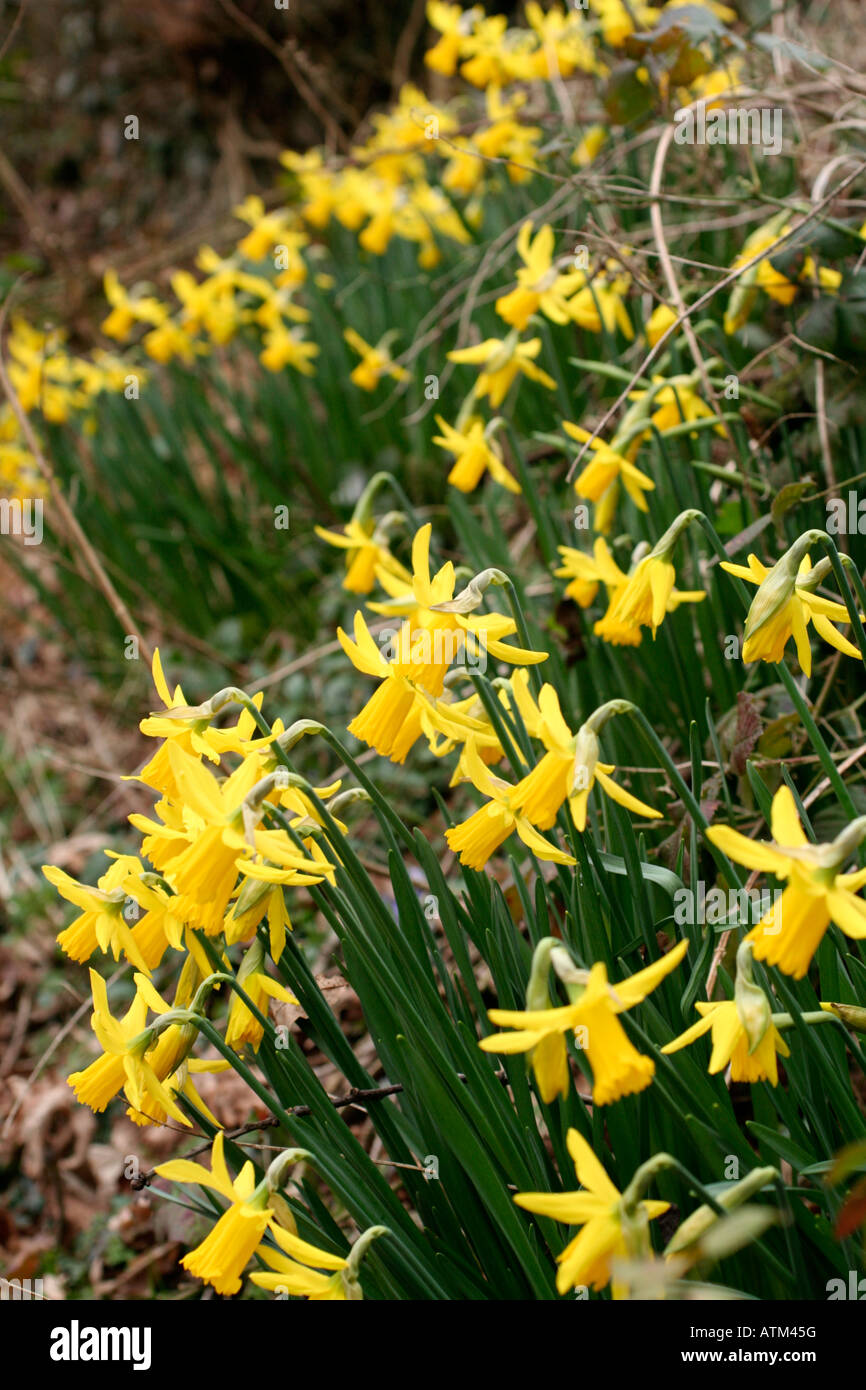 NARCISSUS FEBRUARY GOLD NATURALISED AT THE BASE OF A FIELD HEDGE IN DEVON Stock Photo