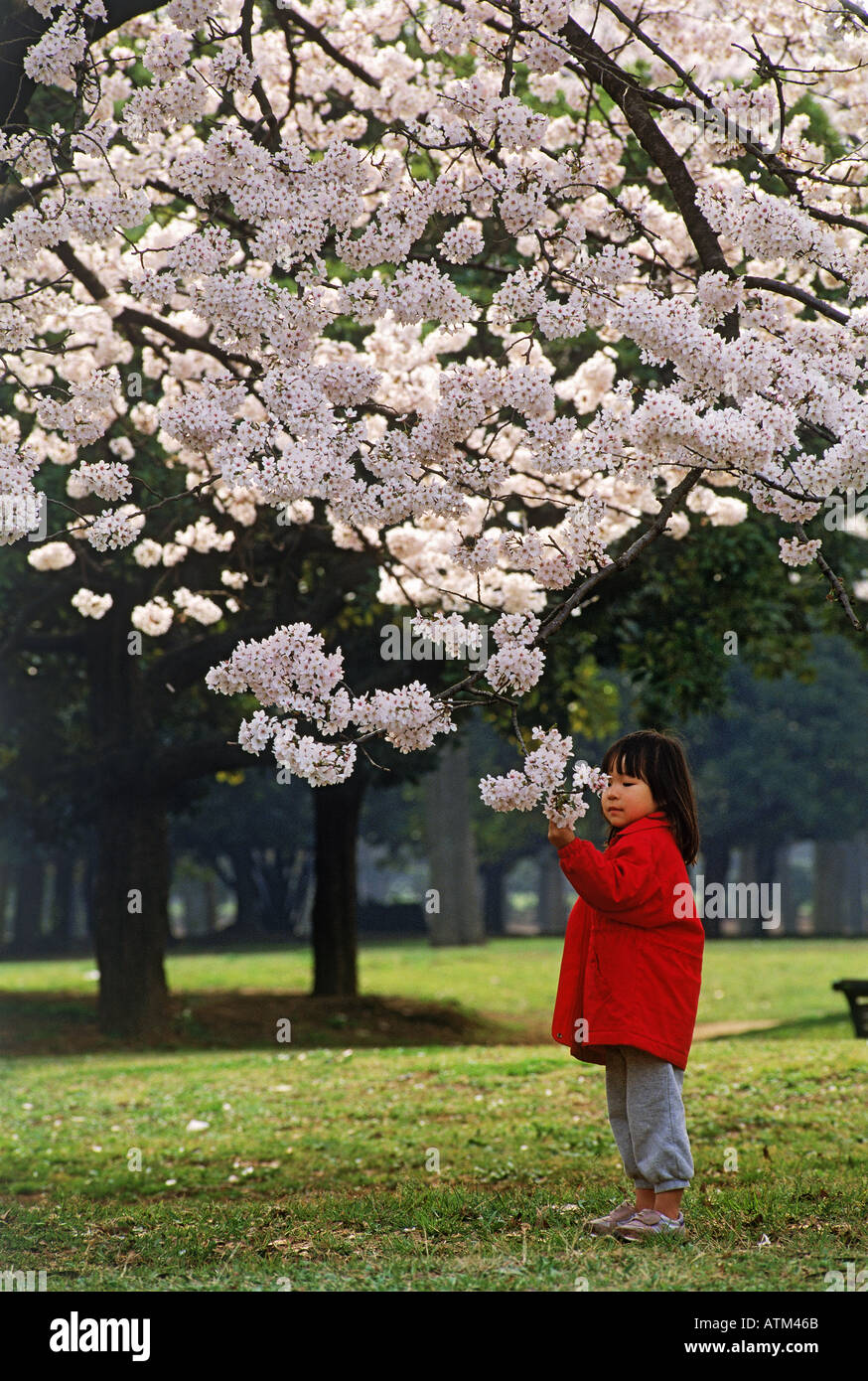 Japanese girl in Tokyo Shinjuku Park under cheery blossoms Stock Photo