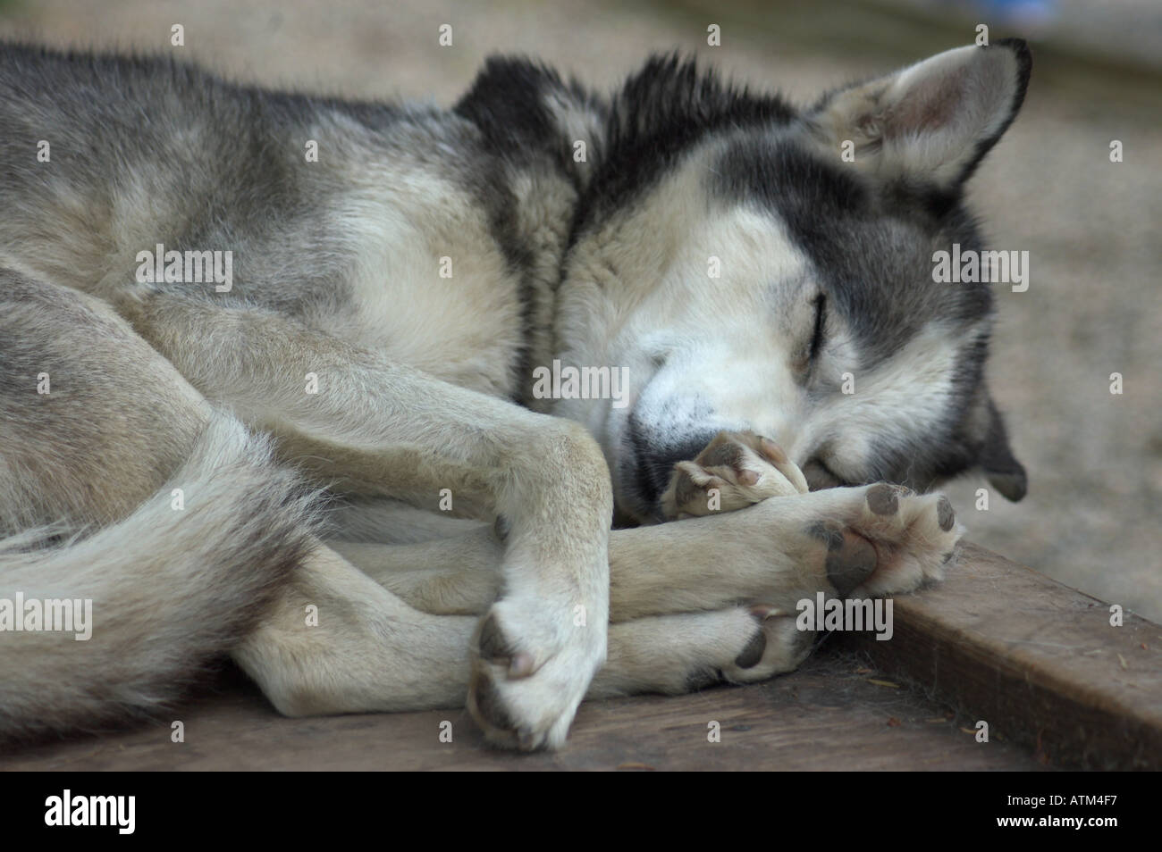 sled dog Alaska Stock Photo - Alamy