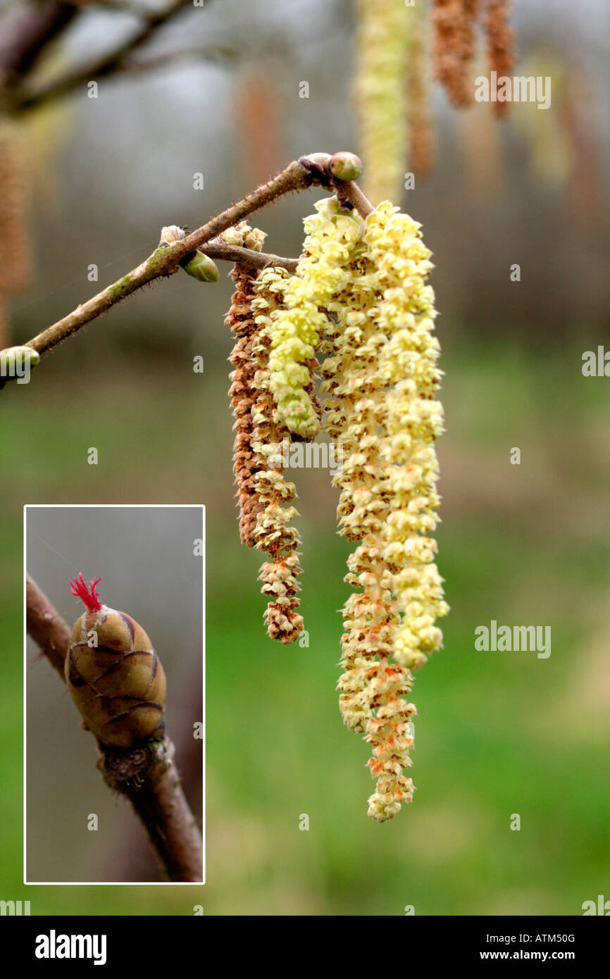 Catkins on Hazel Corylus avellana in early spring Stock Photo