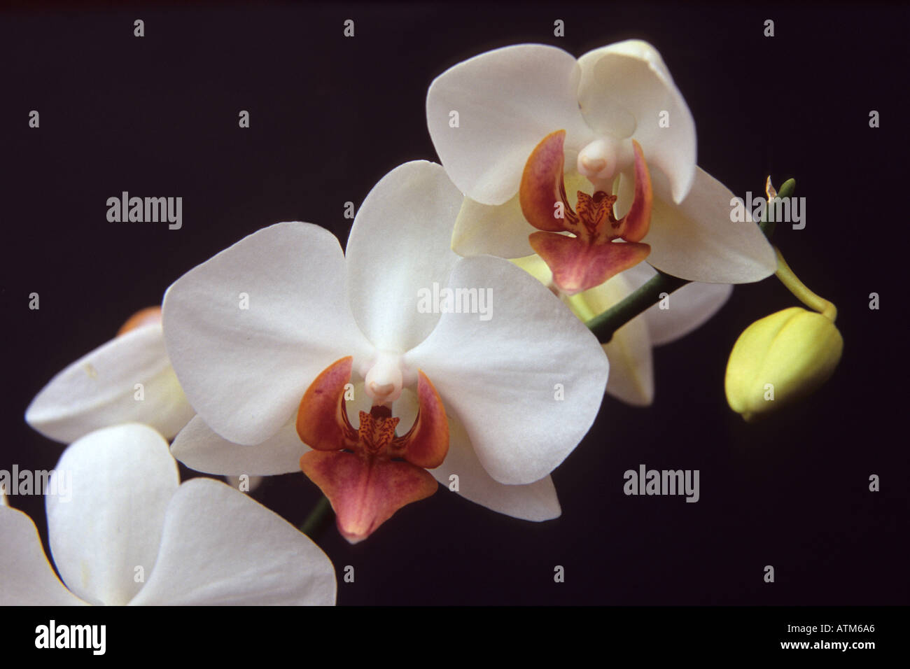Glass orchid flowers Stock Photo Alamy