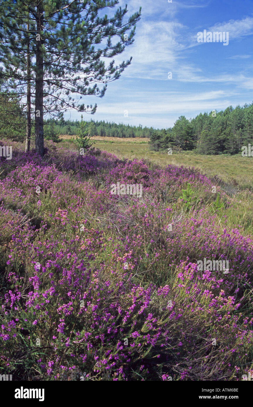 Deep purple Bell heather in the New Forest Stock Photo