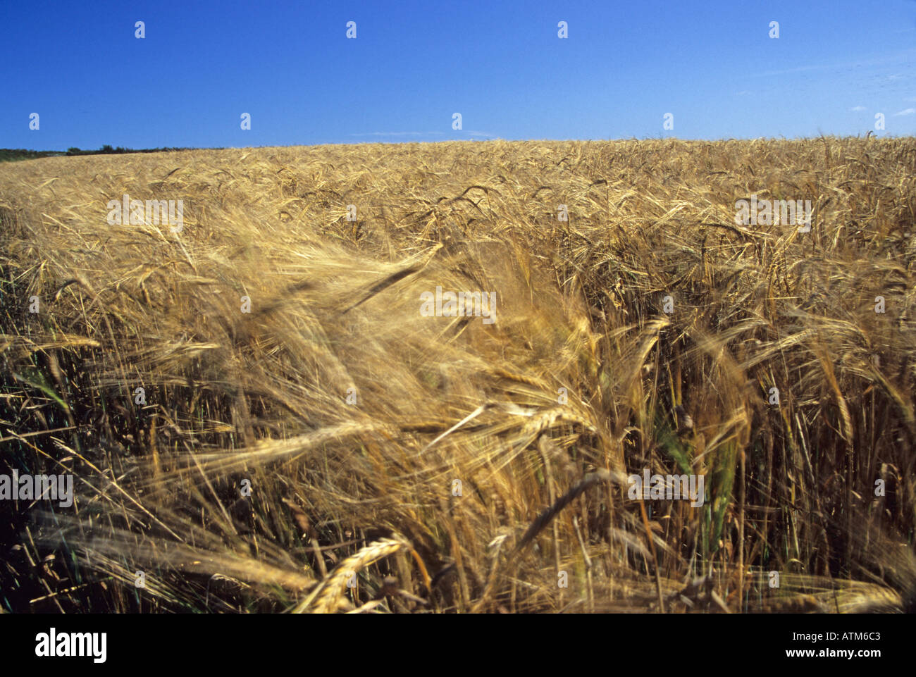 Barley in a field in Devon blowing in the wind Stock Photo
