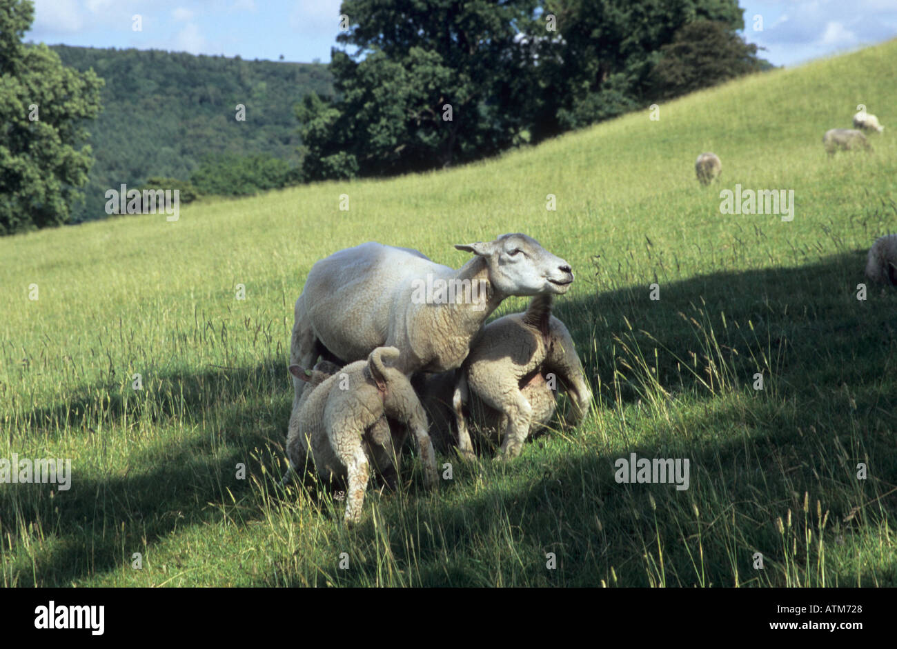 Two lambs suckling from their mother in the Peak District Stock Photo
