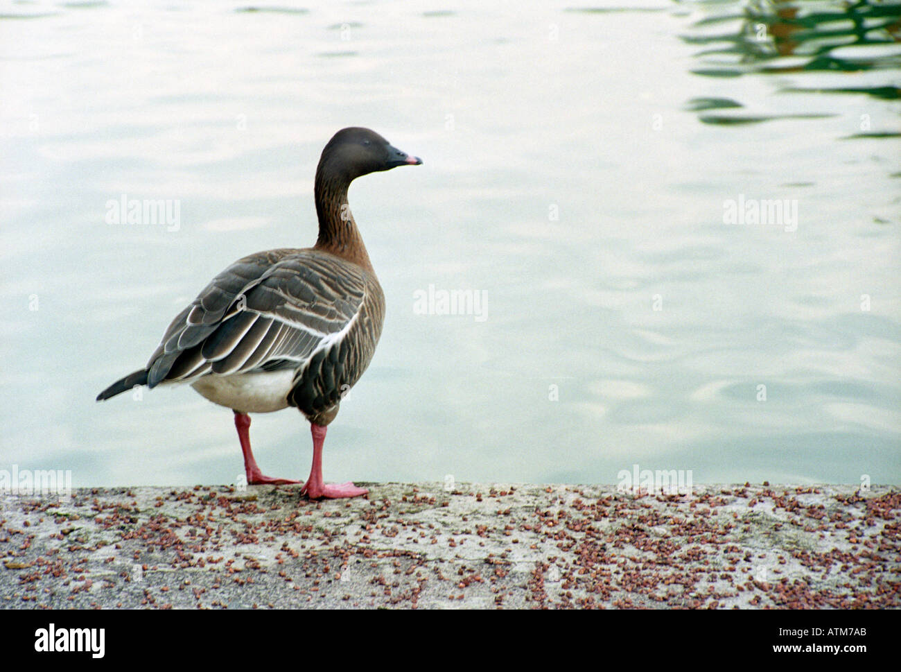 Goose looking right hi-res stock photography and images - Alamy