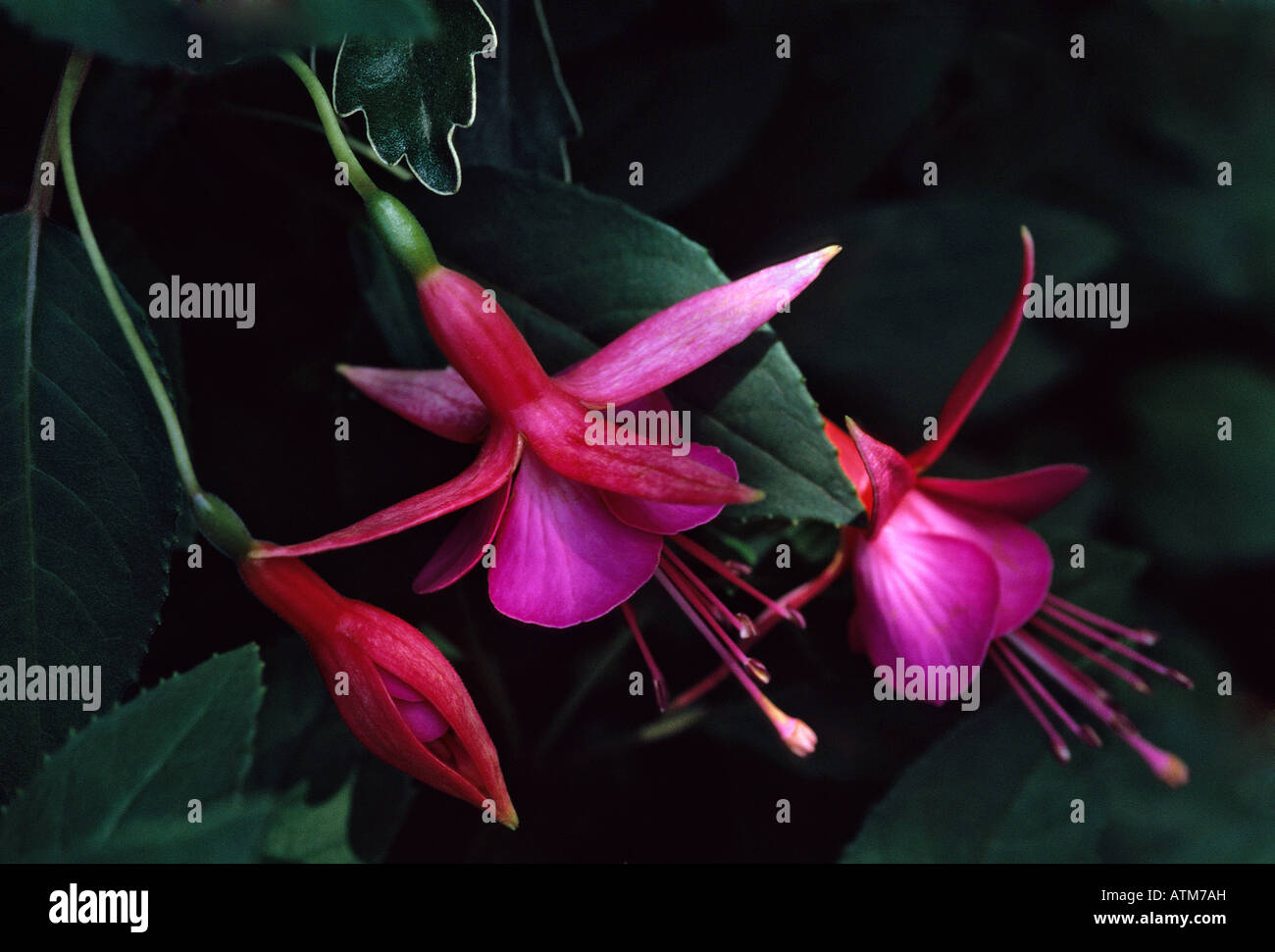 Fuchsia - Dollar princess Stock Photo