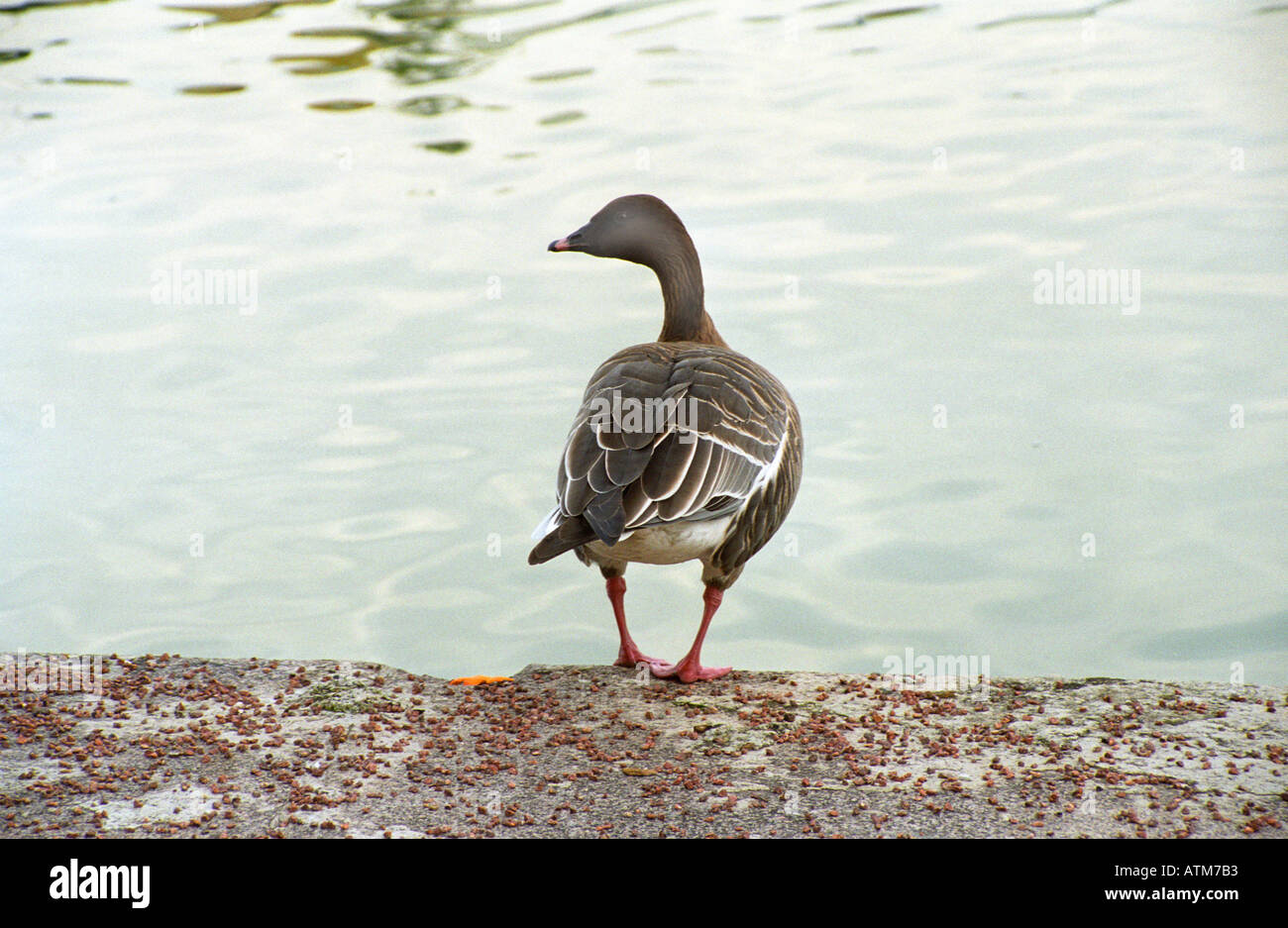 goose at canal de bourgogne port plaisance Dijon France Stock Photo
