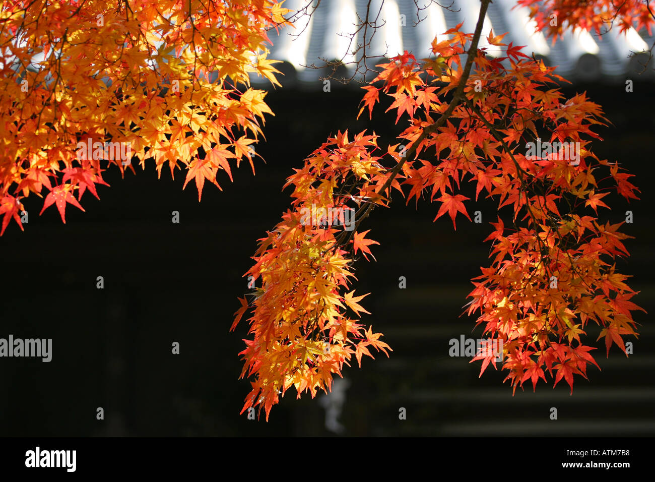 Red leaves momiji japanese maple hi-res stock photography and images ...