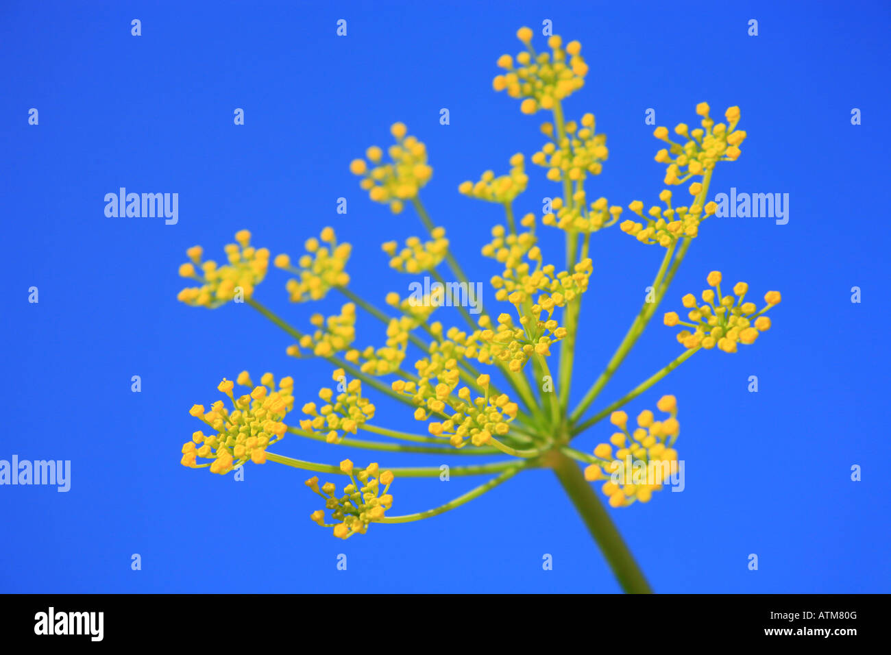 fennel flowers with blue background Stock Photo Alamy