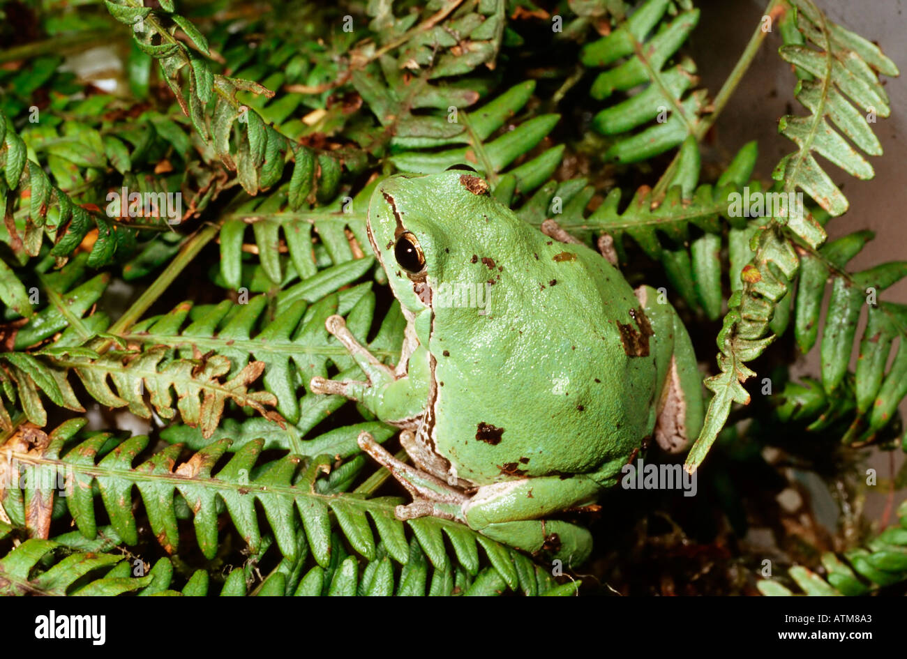 Common Tree Frog Hyla arborea Stock Photo