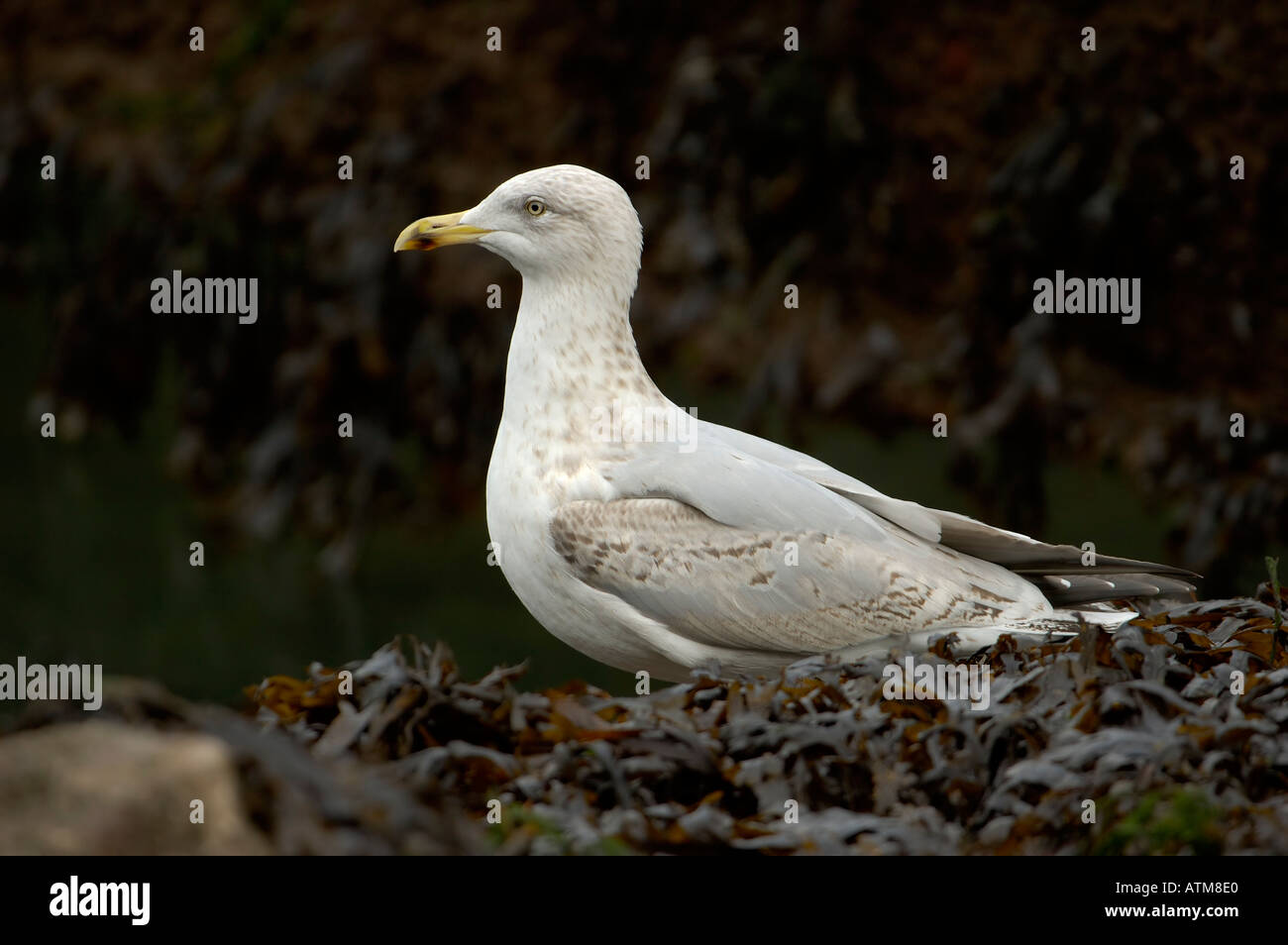 Herring Gull Larus argentatus second winter Stock Photo