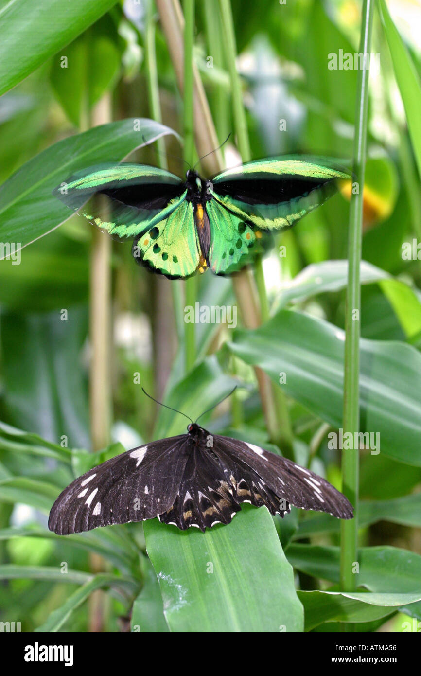 Colourful tropical rainforest Birdwing Butterflies Ornithoptera priamus