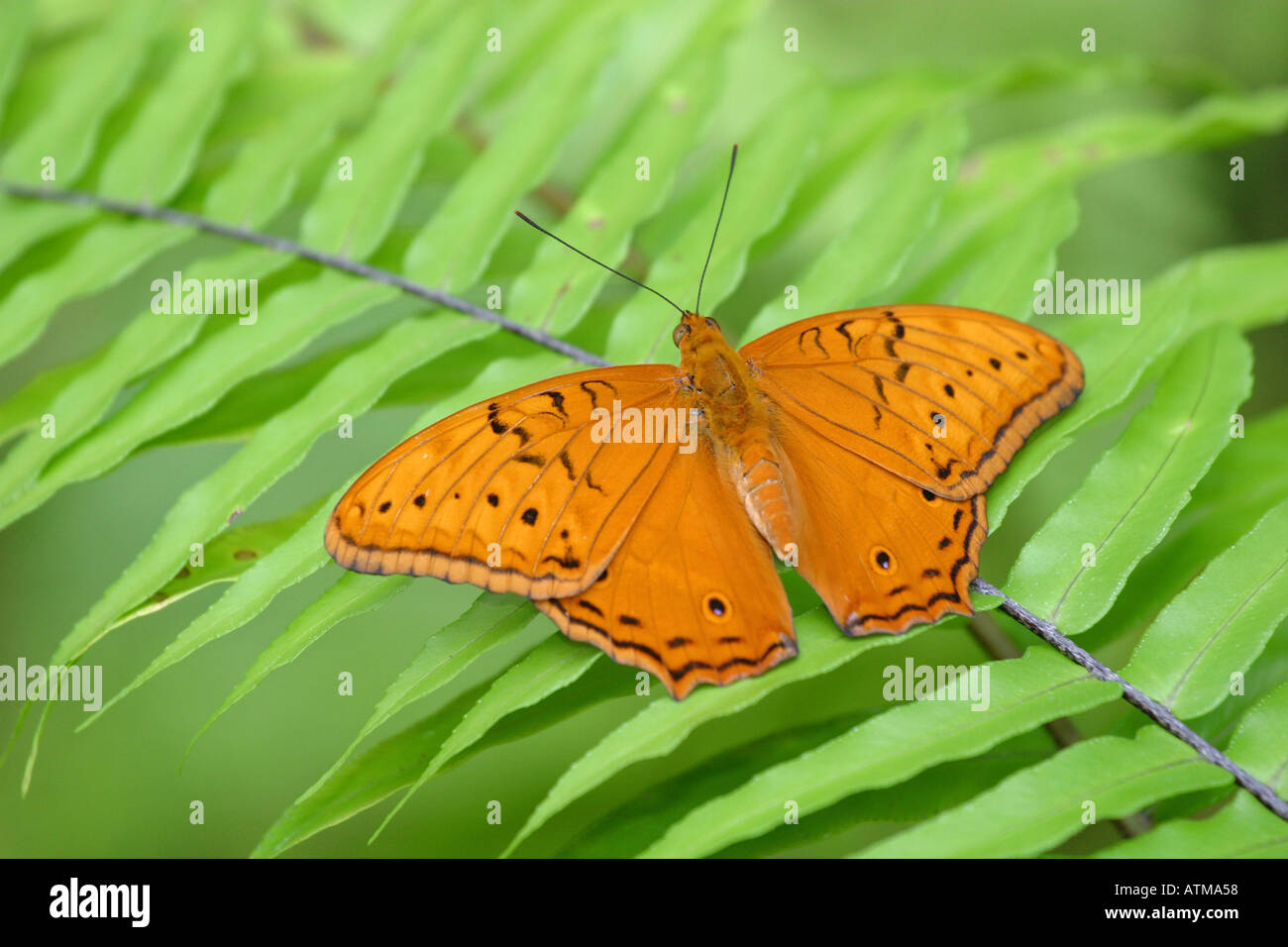 Bright orange tropical rainforest Cruiser butterfly Vindula arsinoe
