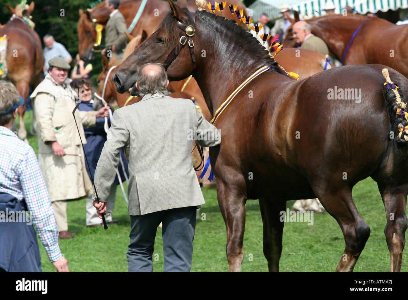 A man in a grey jacket and holding a riding crop leads a Suffolk Punch draught horse with a decorated main and tail. Stock Photo