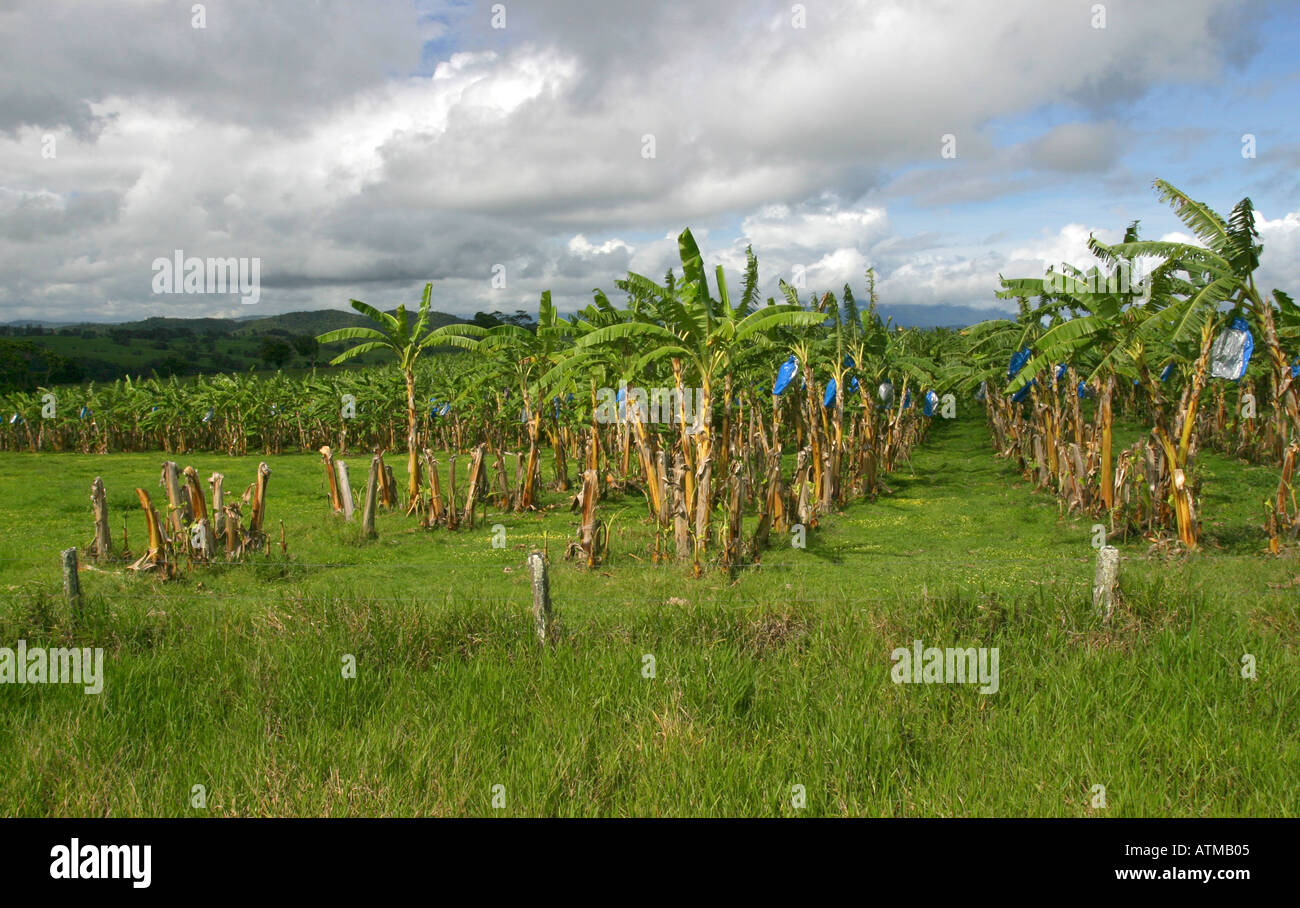A banana plantation in the atherton tablelands tropical North