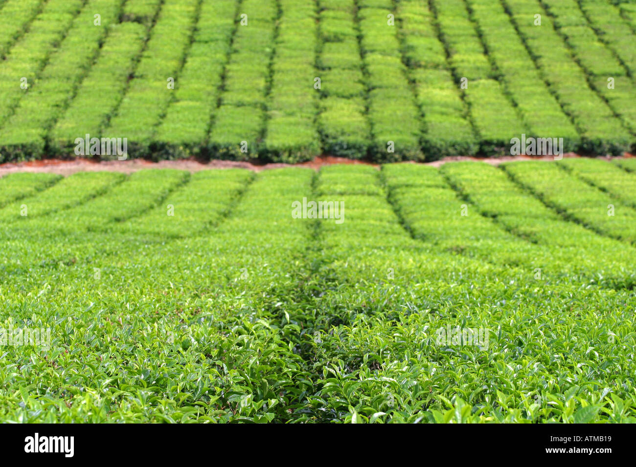 Lush green field of growing tea in an Australian tea plantation