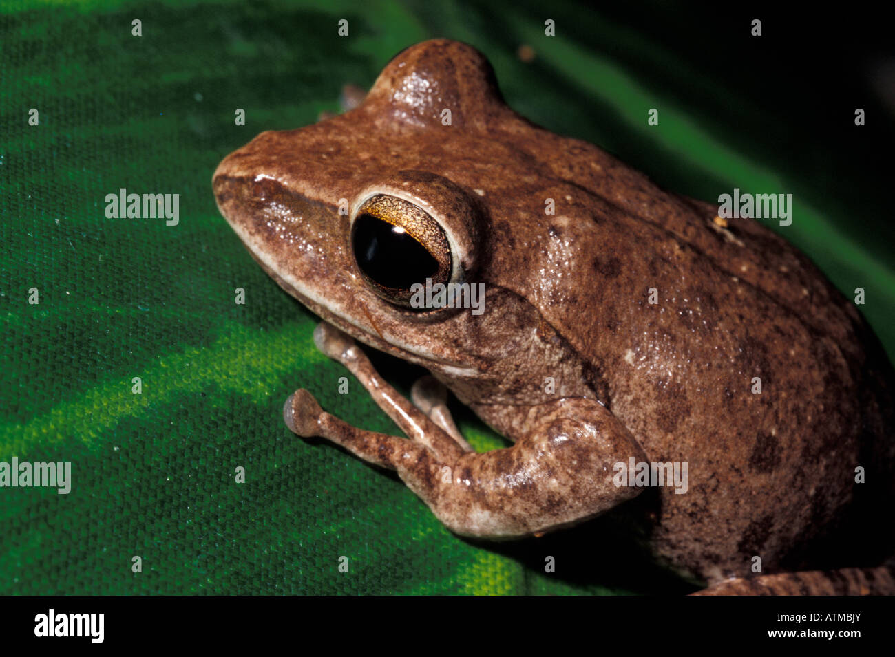 Asian flying frogs Asian pussy sexy