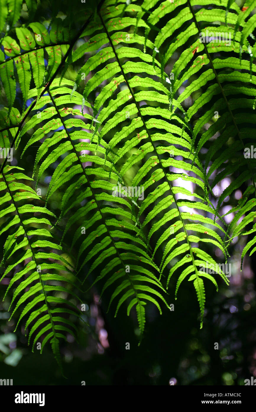 Lush green ferns growing in a tropical rain forest near Cape Tribulation North Queensland Australia Stock Photo