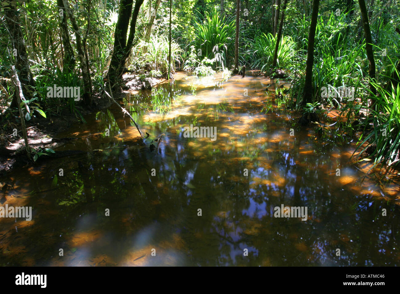 Mangrove swamp in the Daintree rainforest Cape Tribulation North Stock
