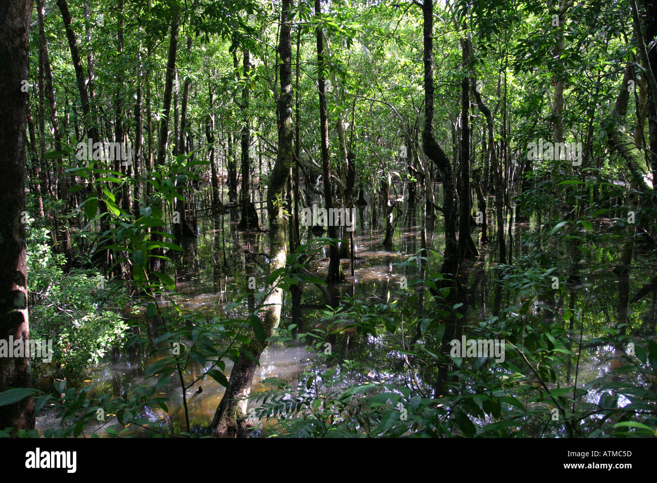 Lush green plants contrast with brown water in this mangrove swamp Daintree rainforest Cape Tribulation Australia Stock Photo