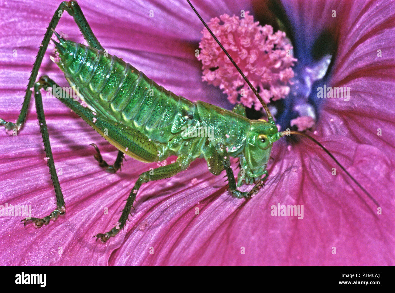 Speckled bush cricket - Leptophyes punctatissima on a Lavatera trimestis flower Stock Photo