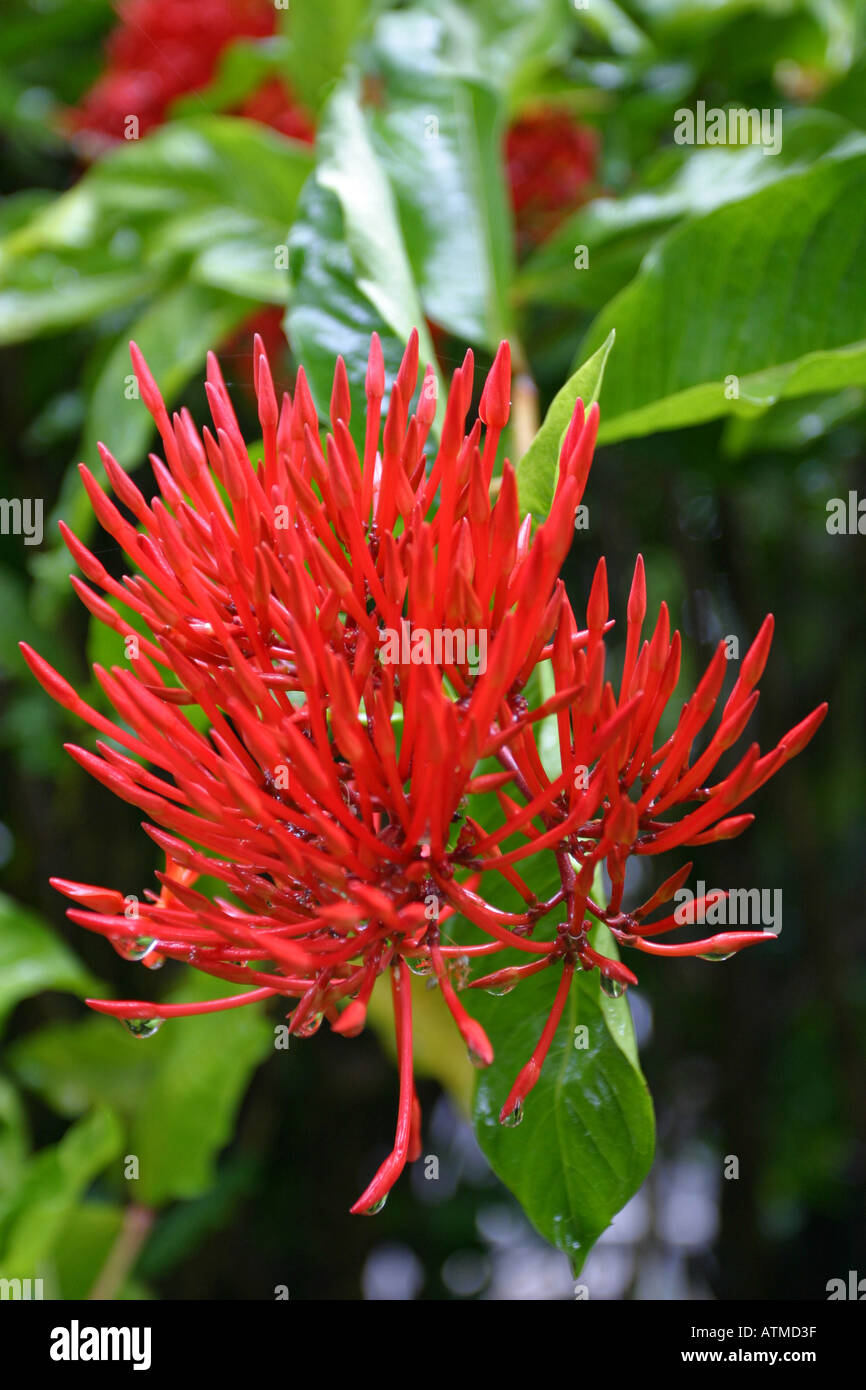 Tropical red Callistemon citrinus Bottle Brush flower grows in a botanicle garden in Cairns North Queensland Australia Stock Photo