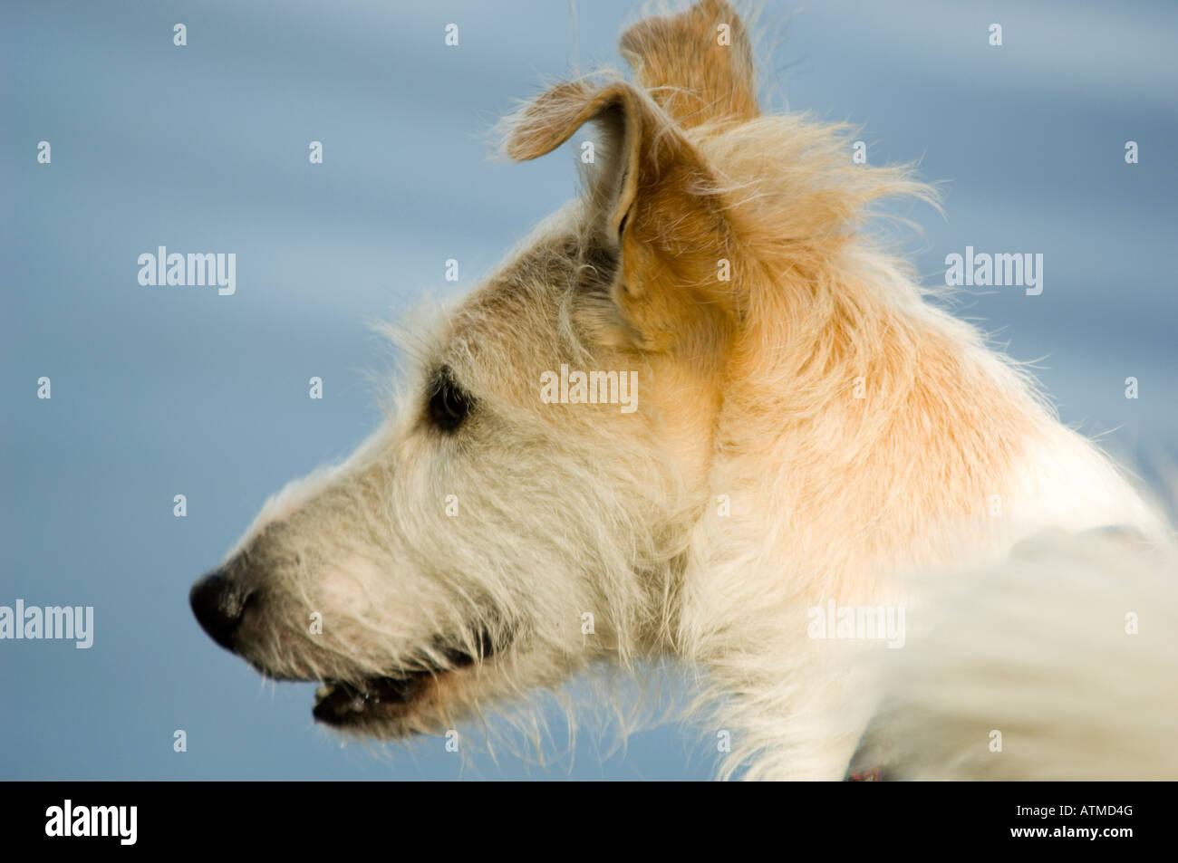 dog, playful , alert watchful Stock Photo