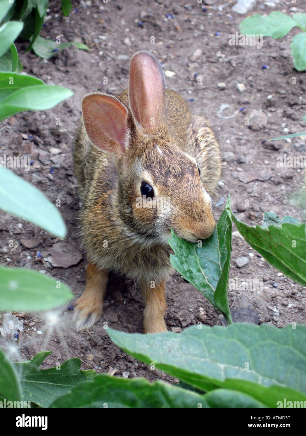 Garden pests hires stock photography and images Alamy
