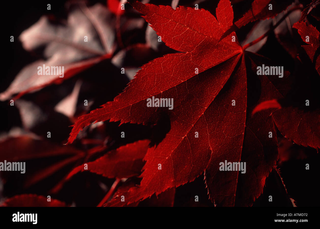 Intense red japanese maple hi-res stock photography and images - Alamy