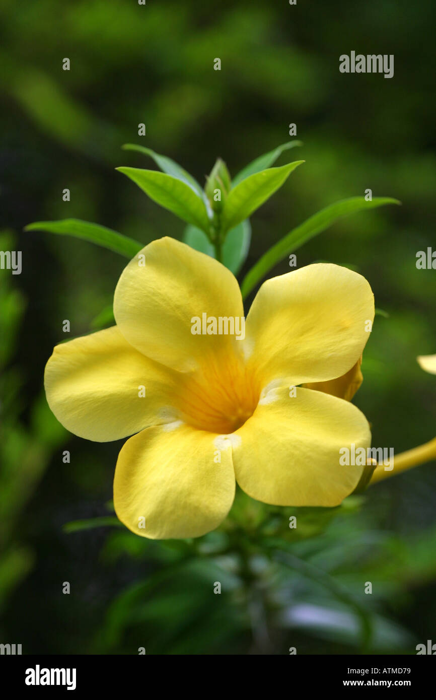 Bright yellow native flower of Australia grows in a garden in Cairns on