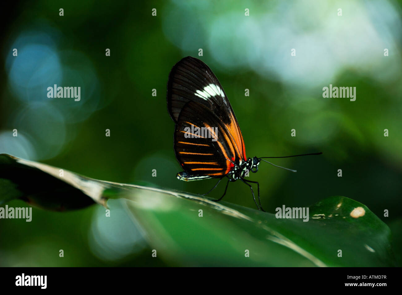 A Madiera butterfly resting on a green leaf. Stock Photo