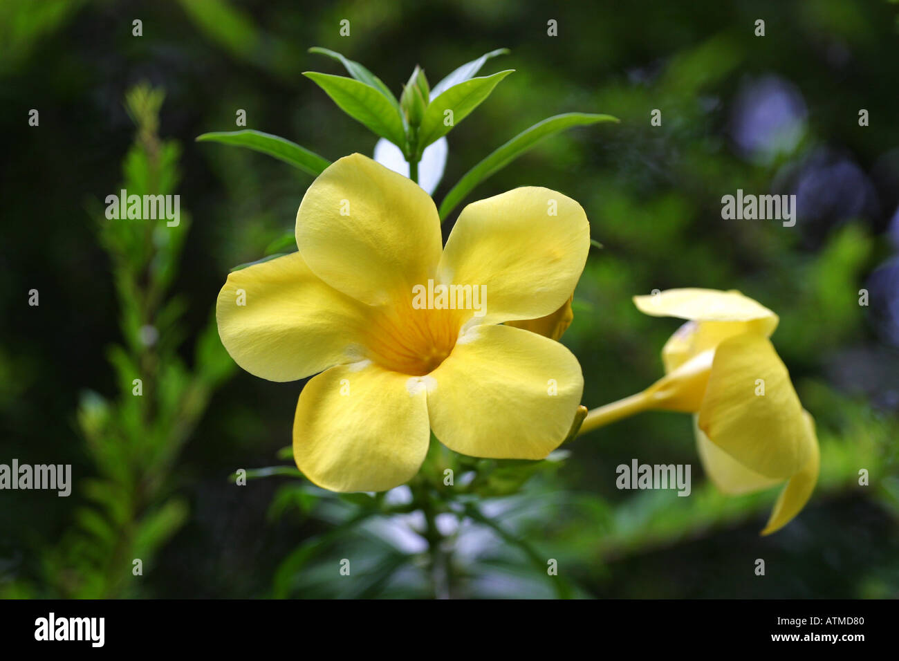 Bright yellow native flower of Australia grows in a garden in Cairns