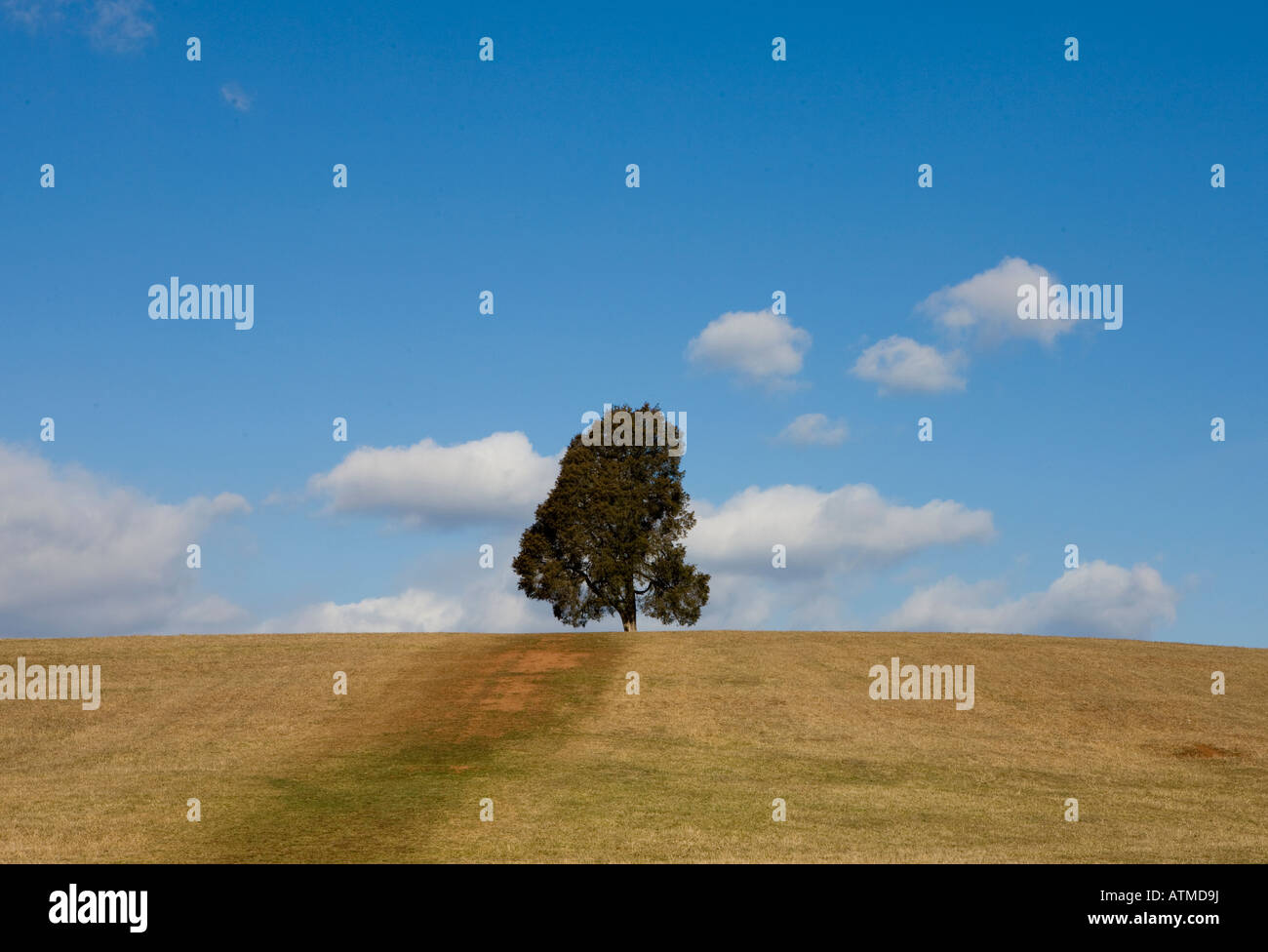 A lone evergreen tree sits on top a hill at Manassas National Battlefield Park located north of Manassas Virginia Stock Photo