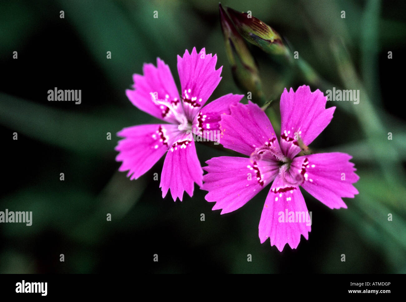 Dianthus deltoides - Maiden pink Stock Photo