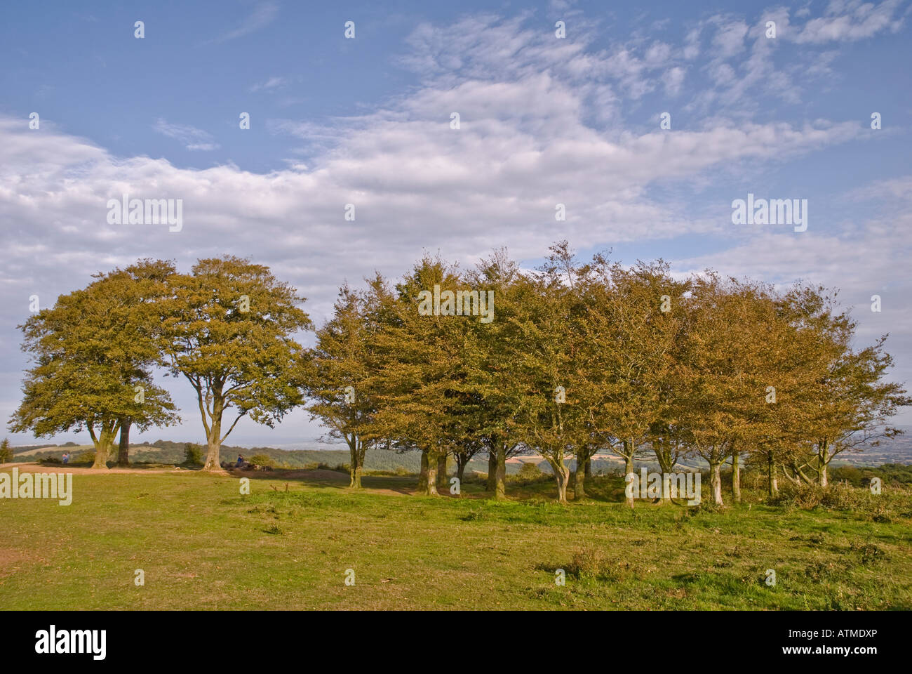 The Quantock Hills in the Somerset Countryside England Stock Photo Alamy