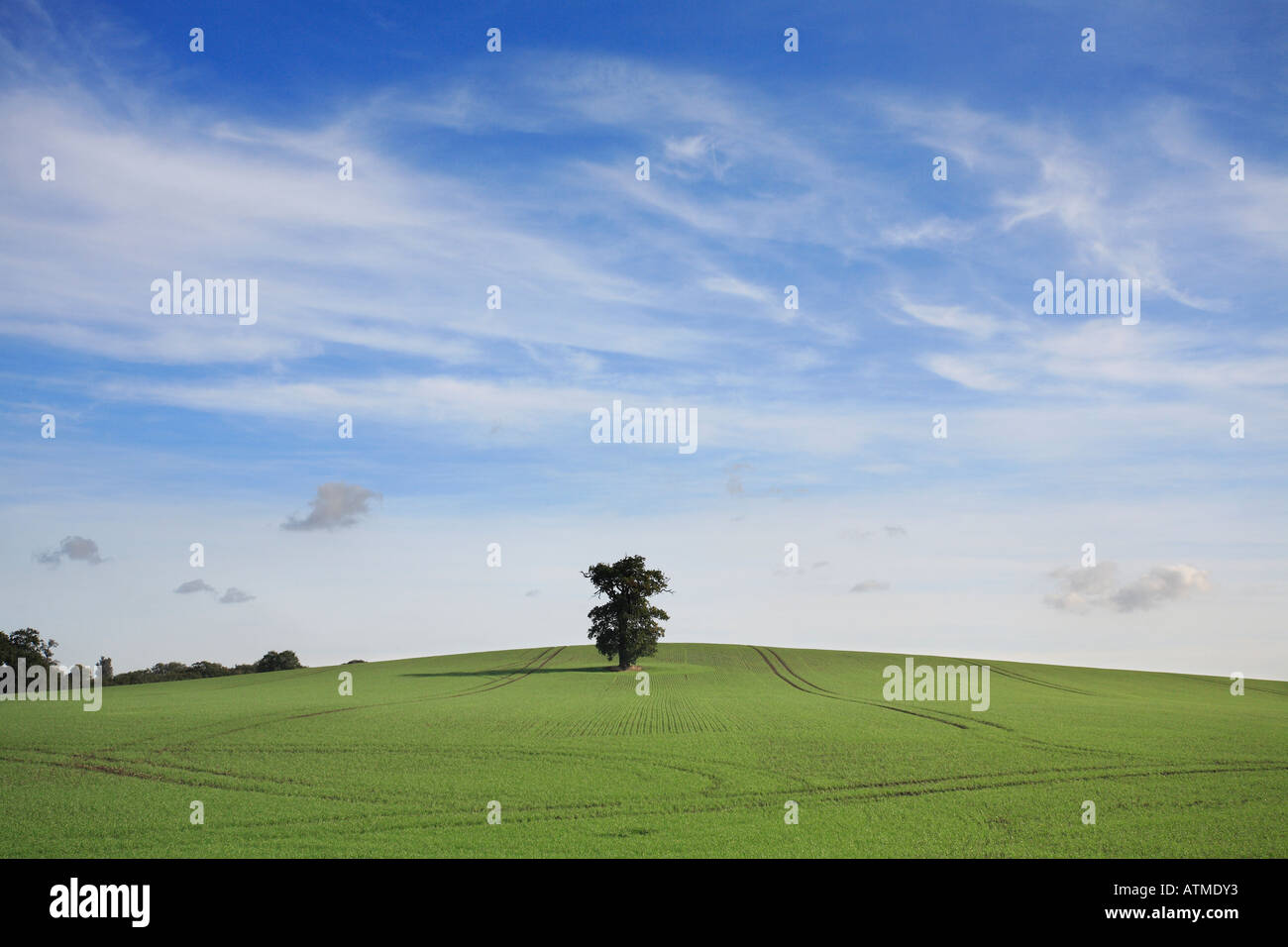 Single oak tree hi-res stock photography and images - Alamy