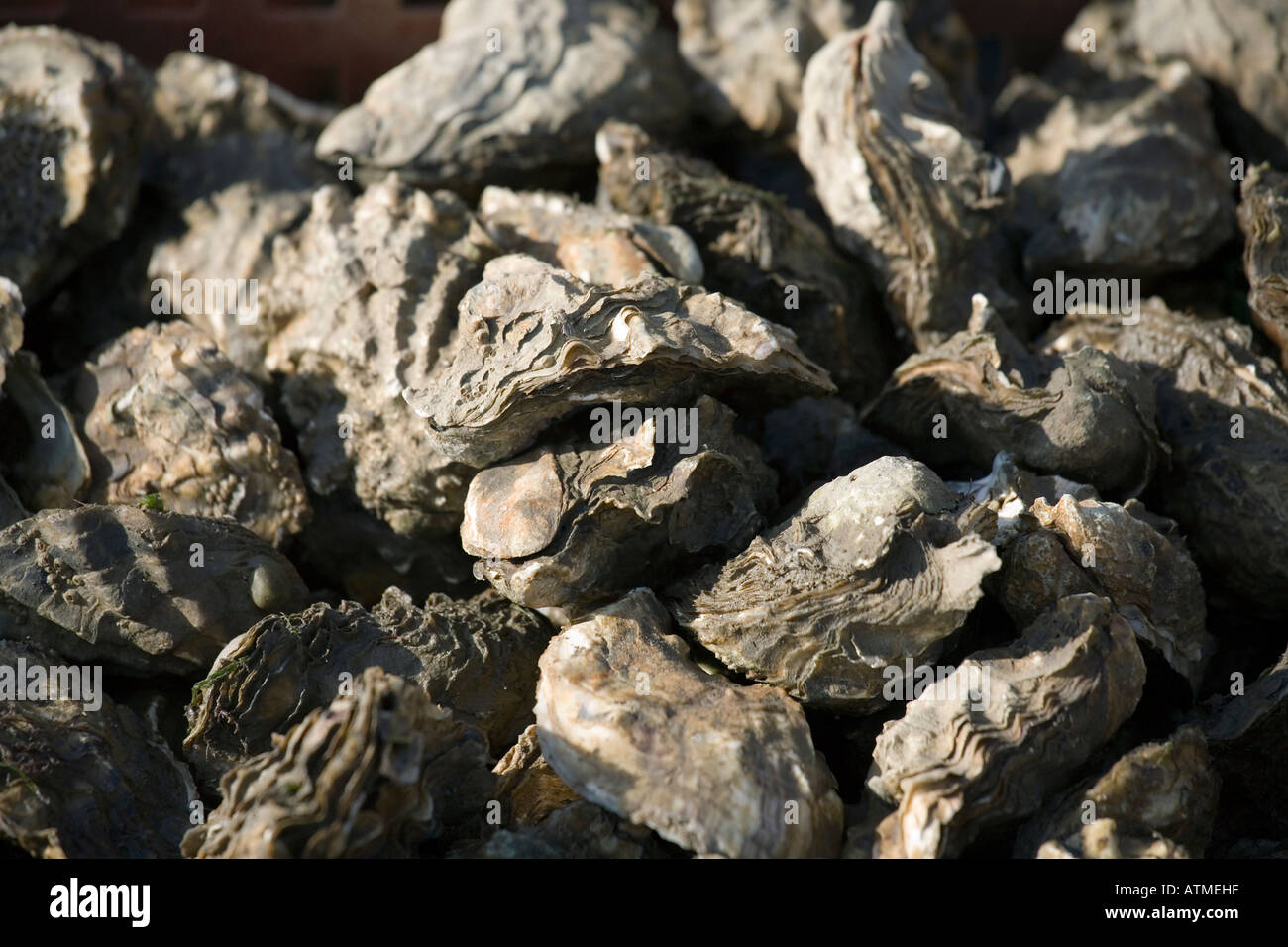 Mersea Rocks The hard west mersea hi-res stock photography and images - Alamy