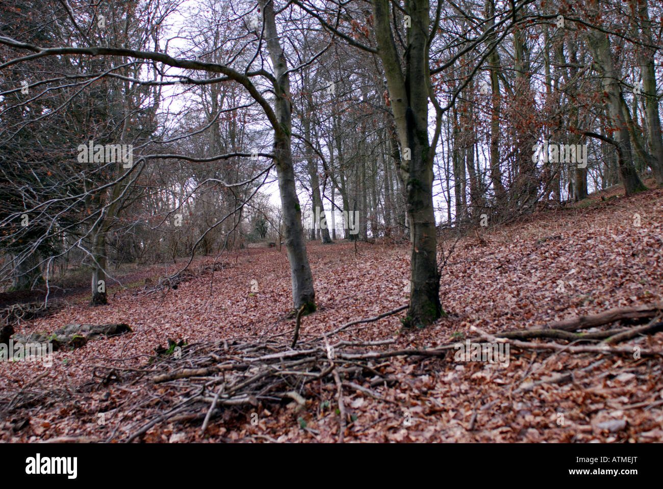 woodland on Dolbury Hill near Killerton in Devon Stock Photo
